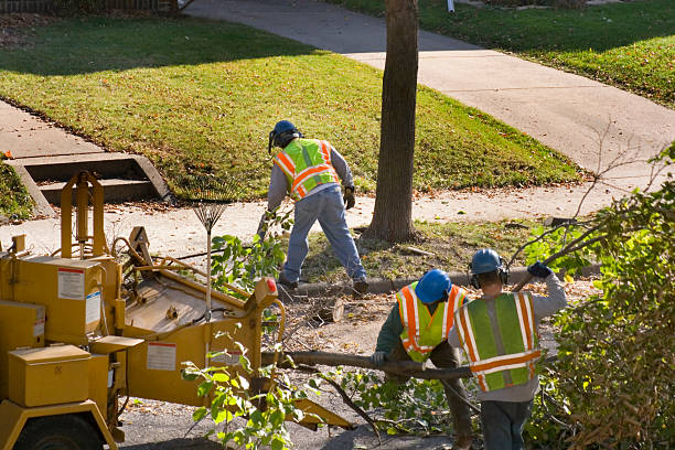 Best Tree Cabling and Bracing  in Cape May Court House, NJ